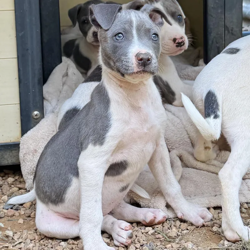 A baby small-sized female Pit Bull Terrier dog named Scarlett for adoption in Rocky Mount, VA