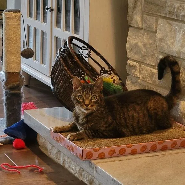 An adult small-sized female Domestic Short Hair cat named Dolce for adoption in Des Moines, IA