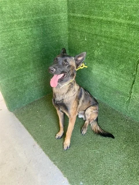 A young large-sized male German Shepherd Dog dog named Scorcher for adoption in Lancaster, CA