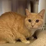 An adult medium-sized female Buff & White Domestic Short Hair cat named Dutchess for adoption in Reisterstown, MD