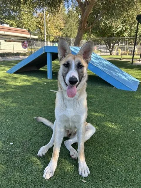 A young medium-sized female German Shepherd Dog dog named Nora for adoption in Agoura, CA