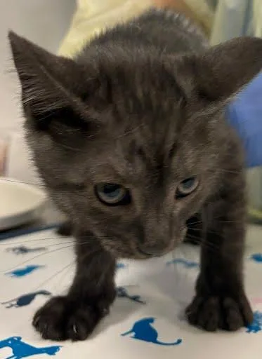 A baby small-sized male Domestic Short Hair cat named Herschel Krustofsky for adoption in Washington, DC