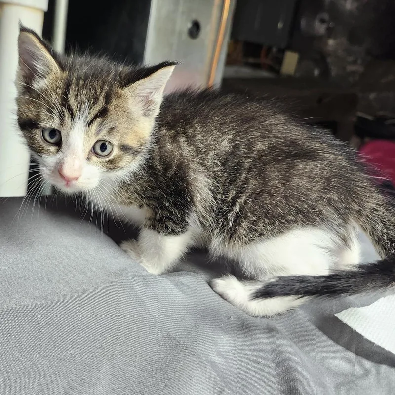 A baby small-sized male Brown / Chocolate Domestic Short Hair cat named Bretzel Bite for adoption in Middletown, OH