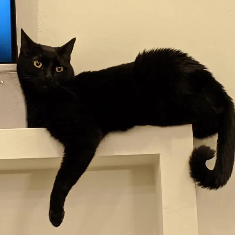 A senior small-sized male Black Domestic Short Hair cat named Merlin for adoption in Rochester, MN
