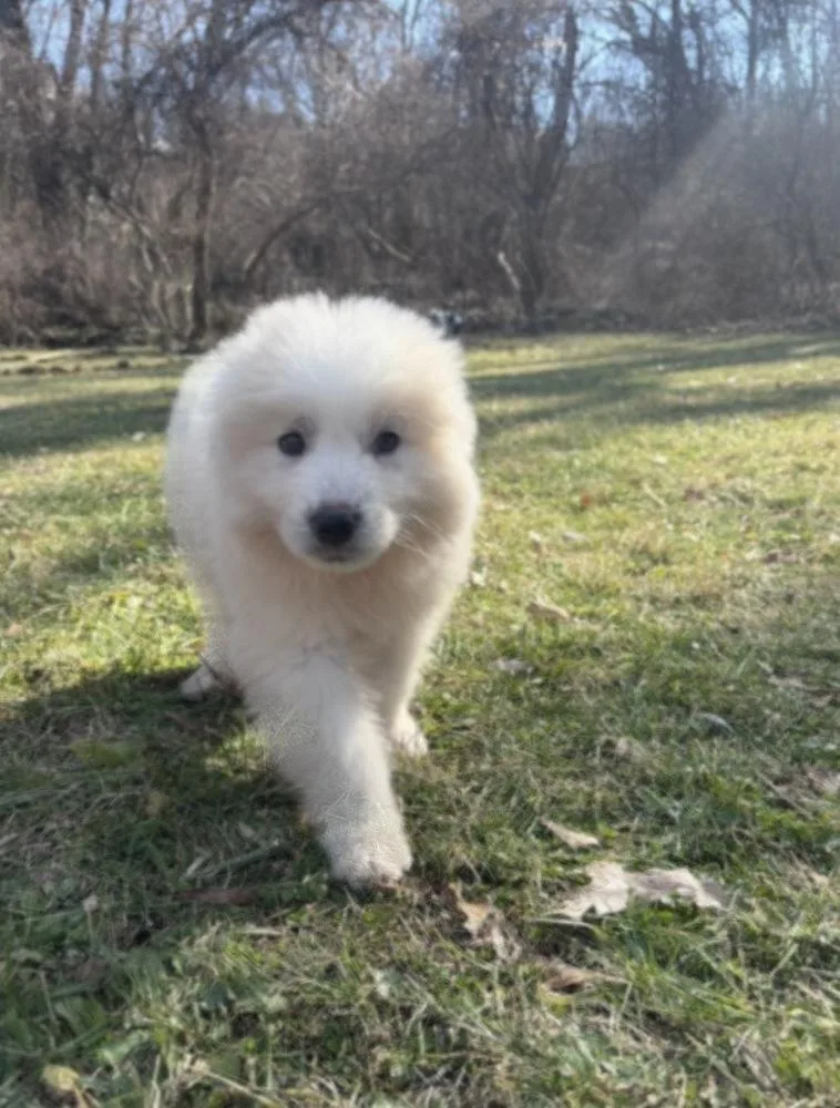 A baby large-sized male Anatolian Shepherd dog named Snow for adoption in Bronx, NY
