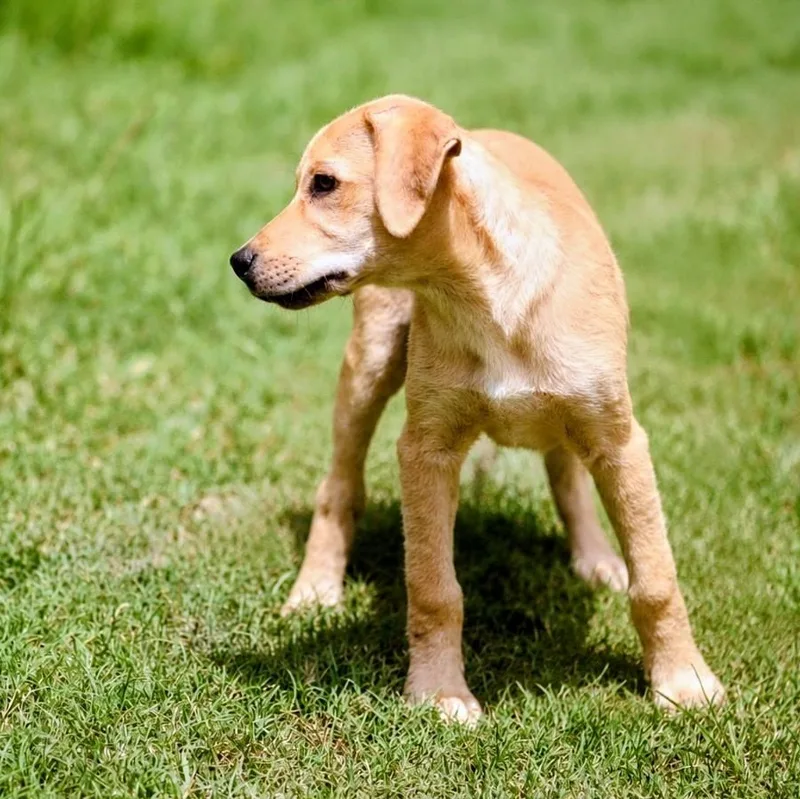 A baby medium-sized male Labrador Retriever dog named Charlie for adoption in Willington, CT