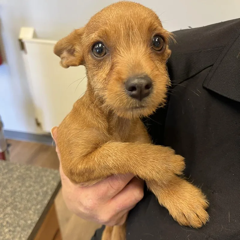 A baby small-sized female Mixed Breed dog named Charm for adoption in Erie, PA