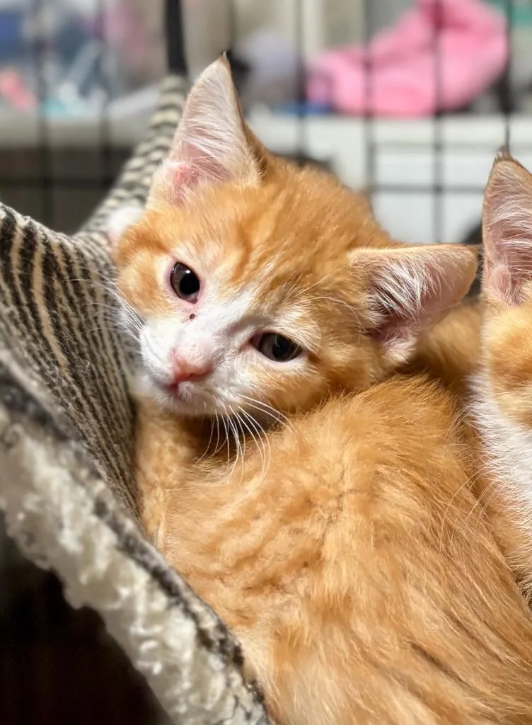 A baby medium-sized male Domestic Short Hair cat named Orion for adoption in Thompson Falls, MT