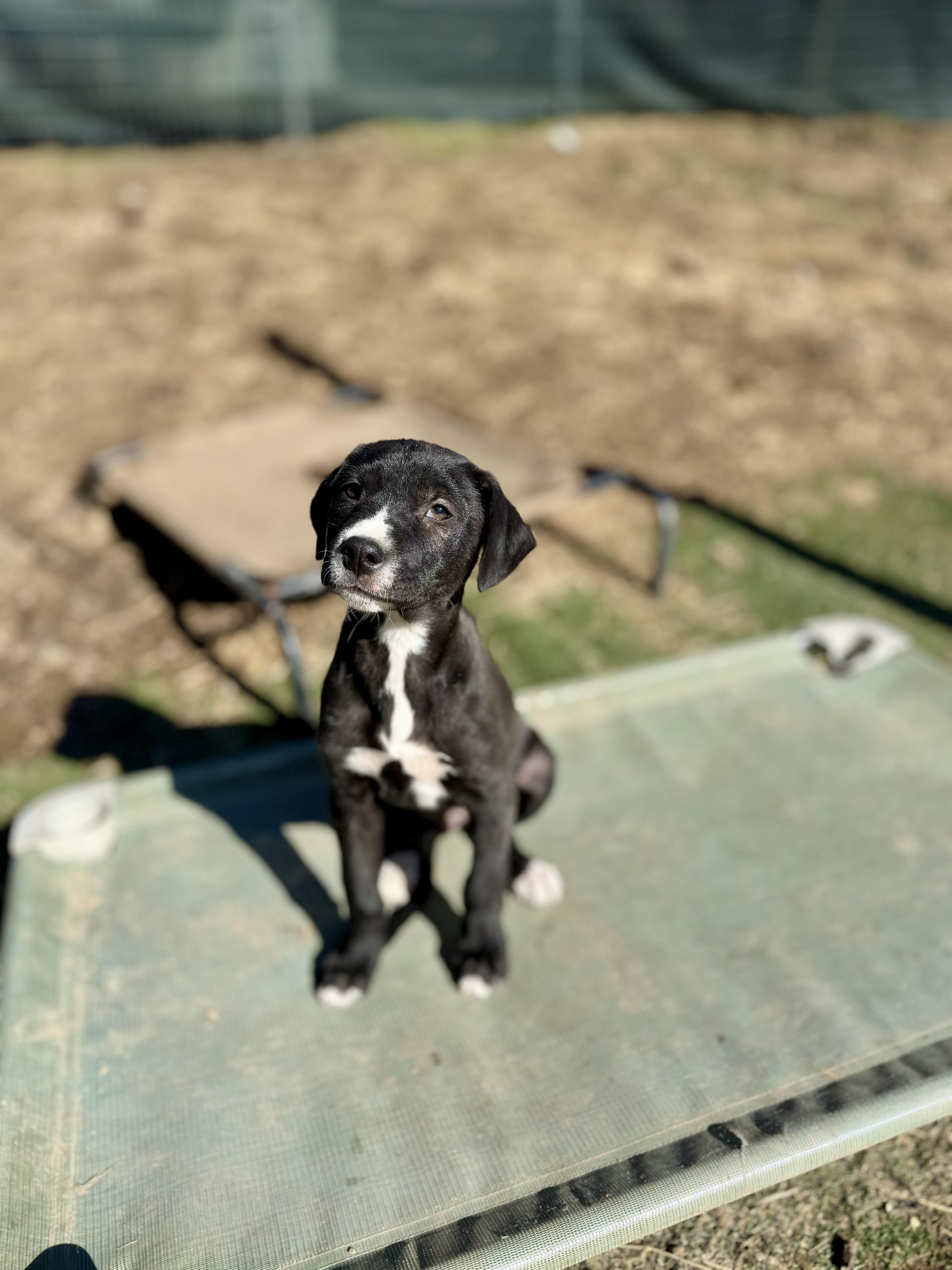 Flash  Lil Dude thumbnail 3