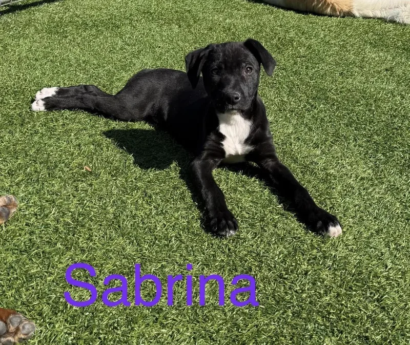 Flash  Lil Dude thumbnail 4