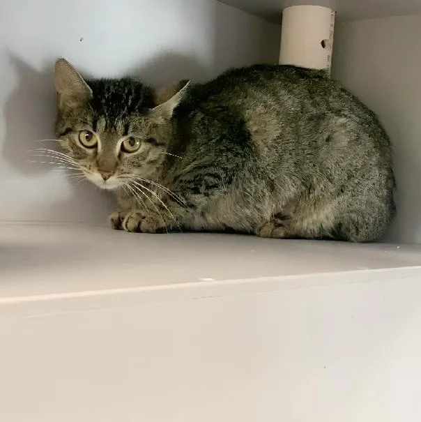An adult medium-sized female Tabby (Brown / Chocolate) Domestic Short Hair cat named Bobbi for adoption in Nevada, MO