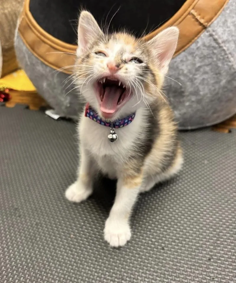 A baby medium-sized female Black & White / Tuxedo Calico cat named Sabrina for adoption in Richardson, TX