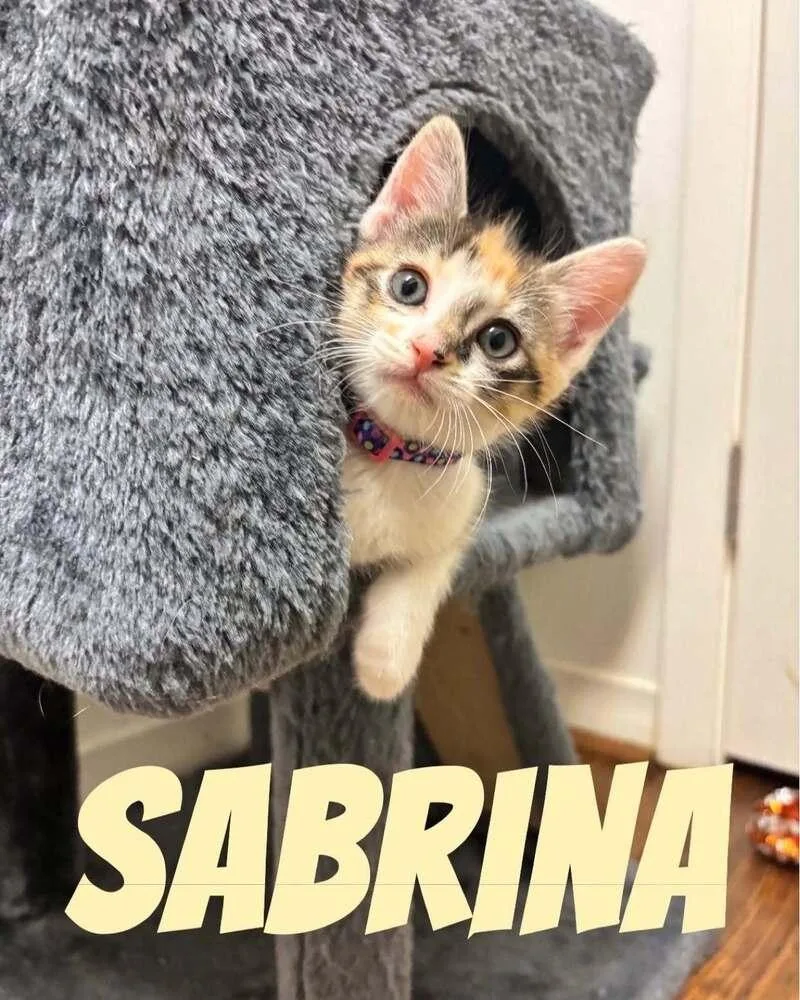 Sabrina thumbnail 5