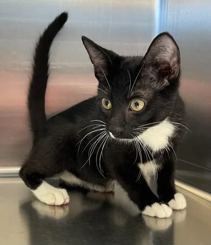 A baby medium-sized male Black Domestic Short Hair cat named Elf for adoption in Tinley Park, IL