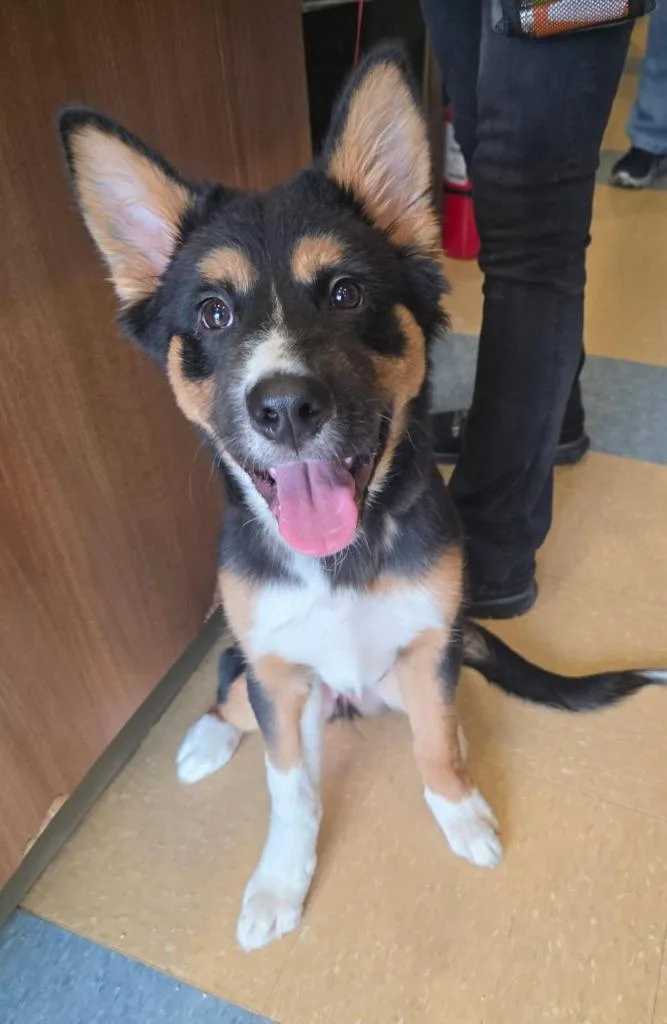 A baby large-sized female Shepherd dog named Dumpling for adoption in Little Elm, TX