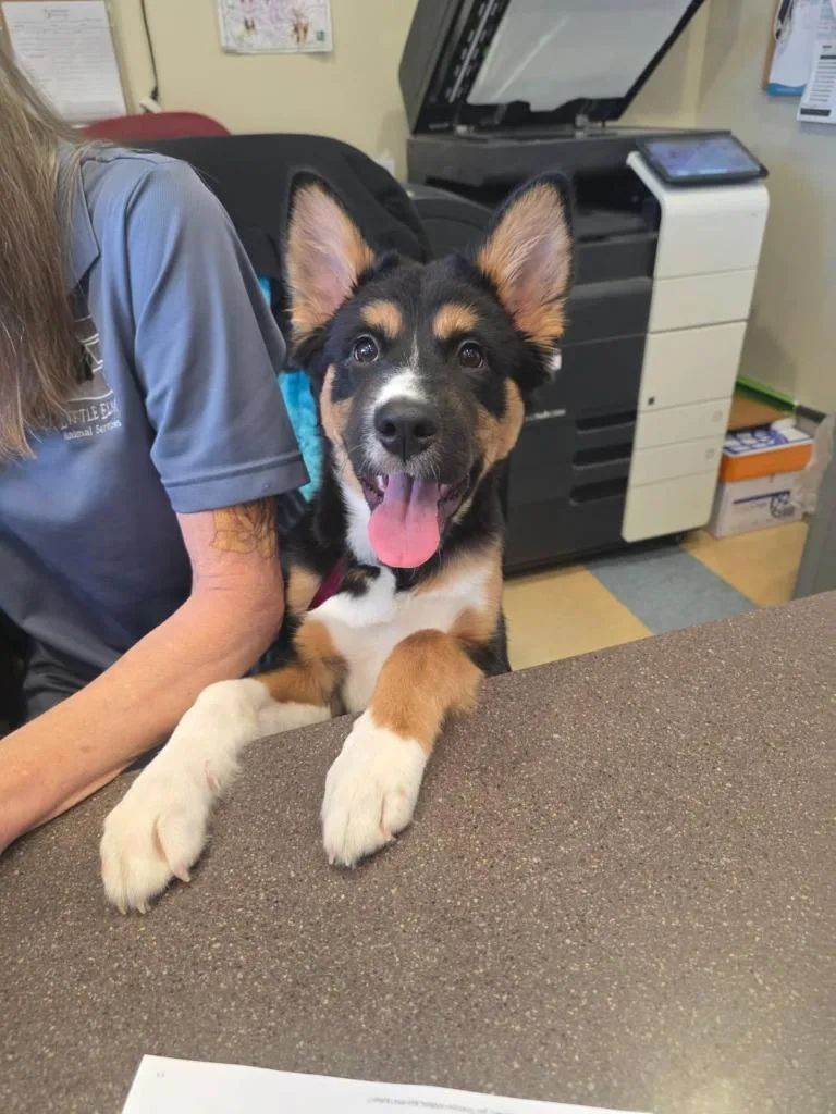 Dumpling thumbnail 2