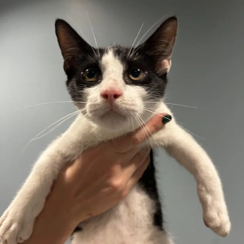 A baby medium-sized male Black Domestic Short Hair cat named Lotus Root for adoption in Chattanooga, TN