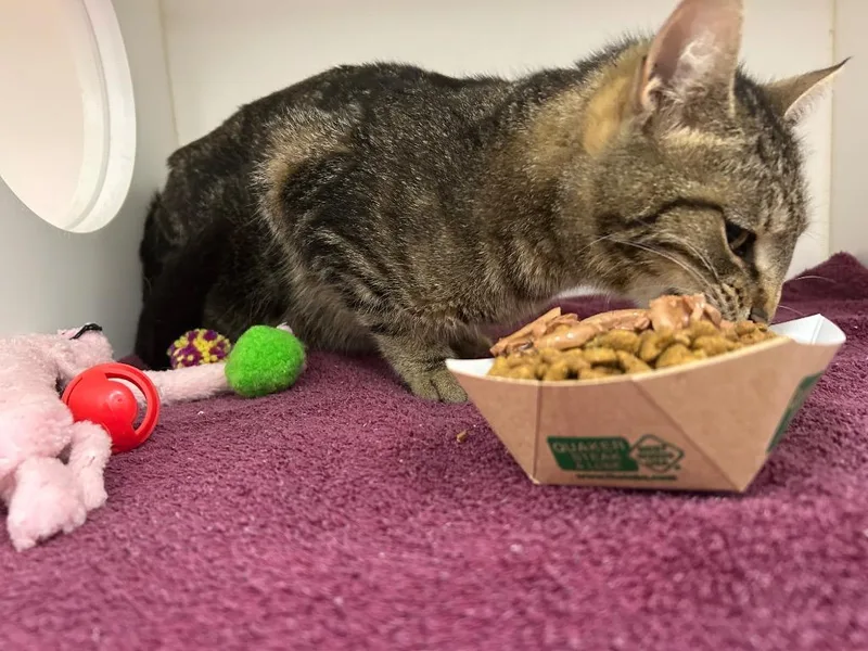 A young small-sized female Domestic Short Hair cat named Fern for adoption in Oxford, NC