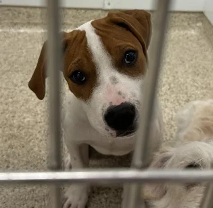 An adult large-sized male Mixed Breed dog named Zeus for adoption in Lafayette, IN