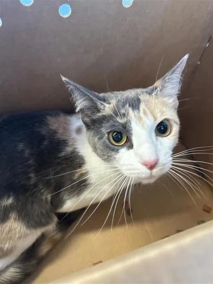An adult small-sized female Domestic Short Hair cat named Covey for adoption in West Chester, PA
