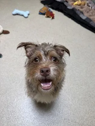 An adult small-sized female Terrier dog named Nylah for adoption in Manitowoc, WI