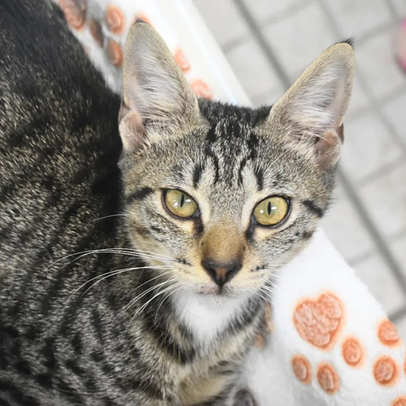 A baby medium-sized male Domestic Short Hair cat named Sherman for adoption in Saint Petersburg, FL