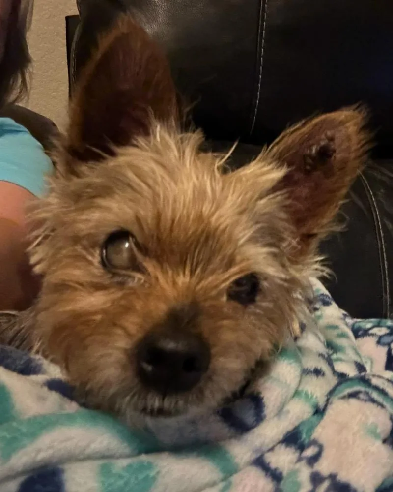 A senior small-sized male Yorkshire Terrier dog named Sir Russ for adoption in Bryan, TX