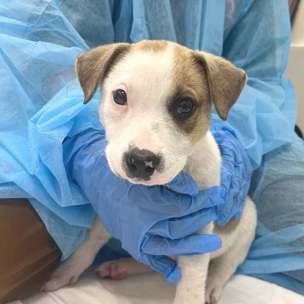 A baby medium-sized male Shepherd dog named Ronaldinho for adoption in Los Angeles, CA