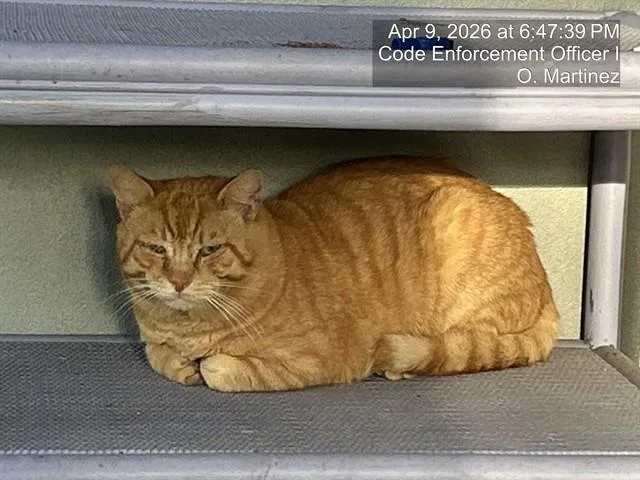 An adult medium-sized male Domestic Short Hair cat named Crunchy Taco for adoption in Naples, FL