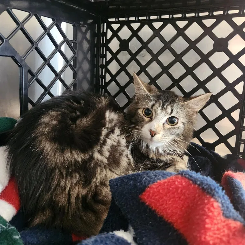 A young small-sized female Brown / Chocolate Domestic Short Hair cat named Sunny for adoption in Brockton, MA