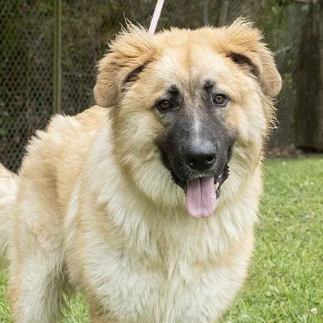An adult large-sized male Yellow / Tan / Blond / Fawn Shepherd dog named Luffy for adoption in Slidell, LA