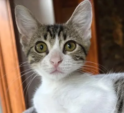 A baby small-sized female Brown / Chocolate Domestic Short Hair cat named Puffin for adoption in Kansas City, MO