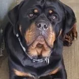 A young large-sized female Black Rottweiler dog named Molly for adoption in Tinley Park, IL