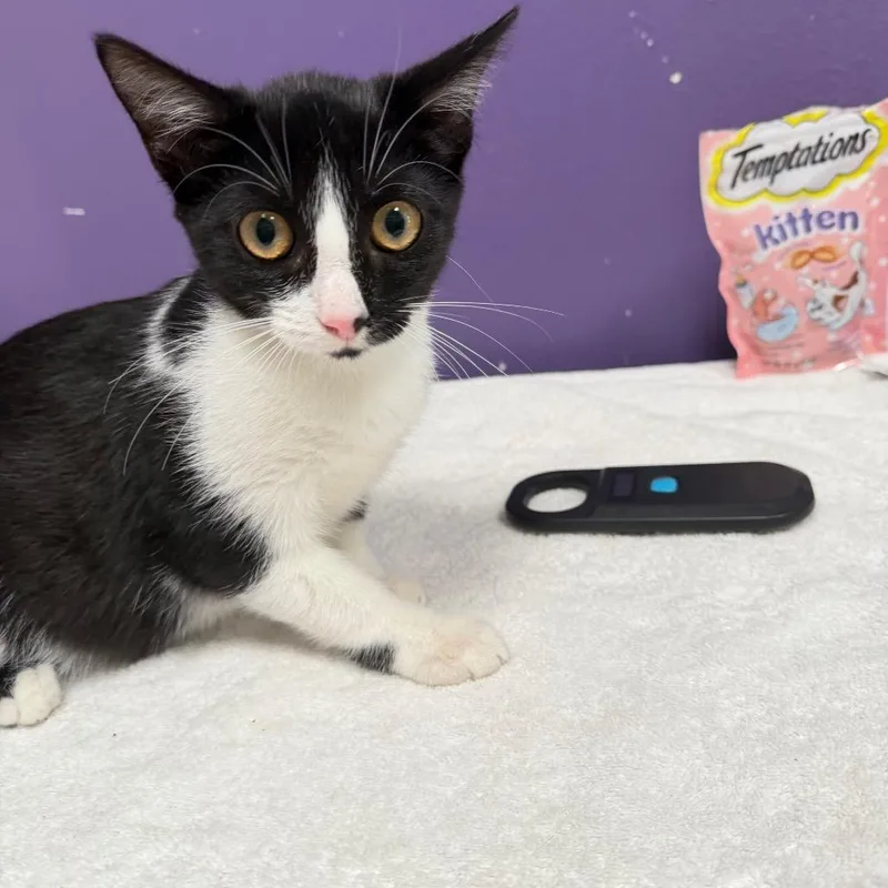 A baby small-sized female Black Domestic Short Hair cat named Hope for adoption in Englewood, FL