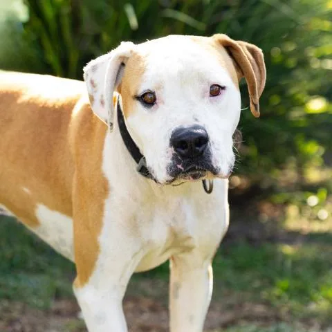 An adult large-sized male Pit Bull Terrier dog named Doug for adoption in Camarillo, CA