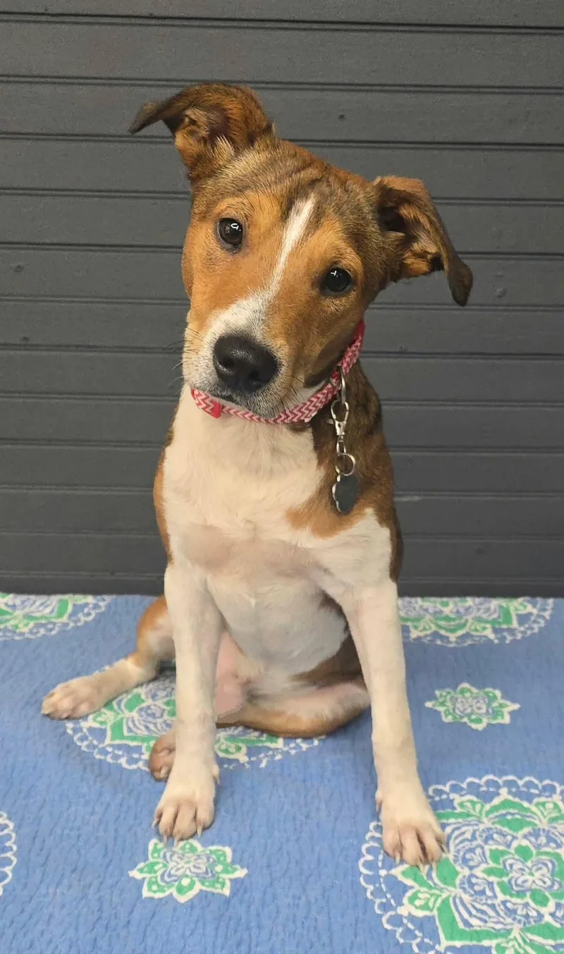 A young medium-sized male White / Cream Terrier dog named River for adoption in Newport, TN