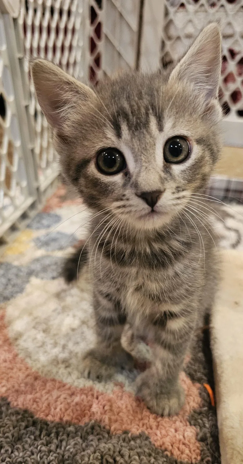 A baby small-sized female Gray / Blue / Silver Extra-Toes Cat / Hemingway Polydactyl cat named Stella for adoption in Seven Valleys, PA