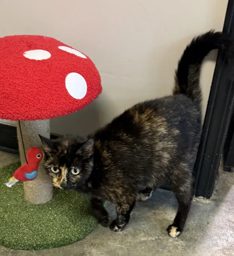 An adult medium-sized female Black Domestic Short Hair cat named Flo Jo for adoption in Grove, OK