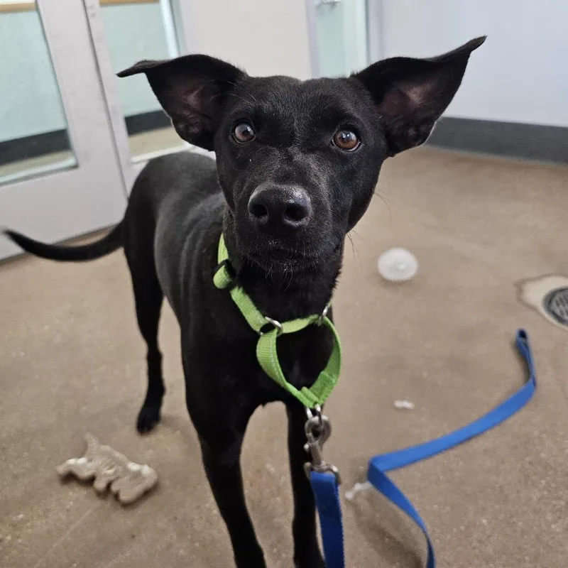 A young medium-sized male Black Black Labrador Retriever dog named Scout for adoption in Middletown, RI