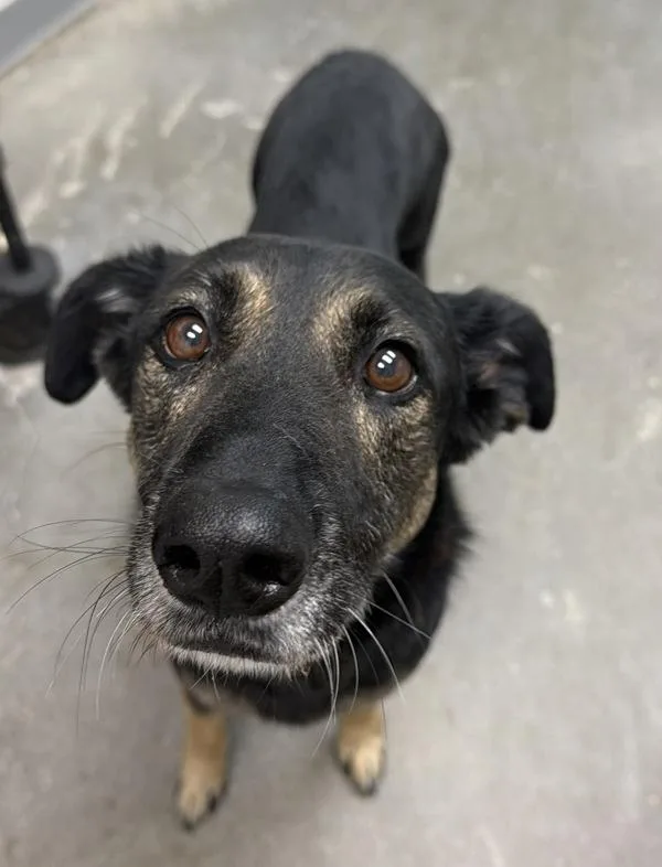 An adult large-sized male Shepherd dog named Buddy for adoption in Rio Rancho, NM