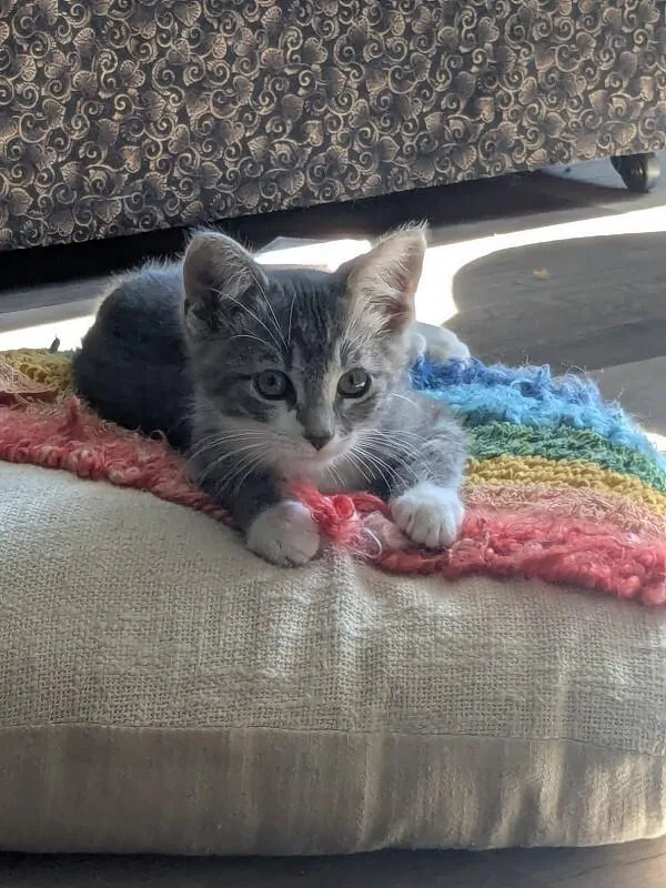 A young medium-sized male Gray / Blue / Silver Domestic Short Hair cat named Pluto for adoption in Fort Collins, CO
