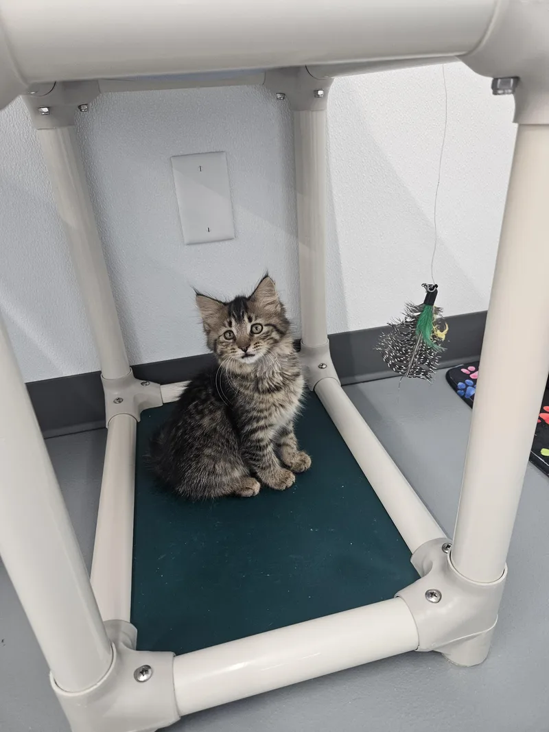 A baby small-sized female Tabby (Brown / Chocolate) Domestic Long Hair cat named Matilda for adoption in Kalamazoo, MI
