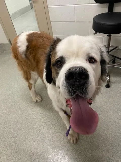 An adult large-sized male Saint Bernard dog named Spencer for adoption in Loveland, CO