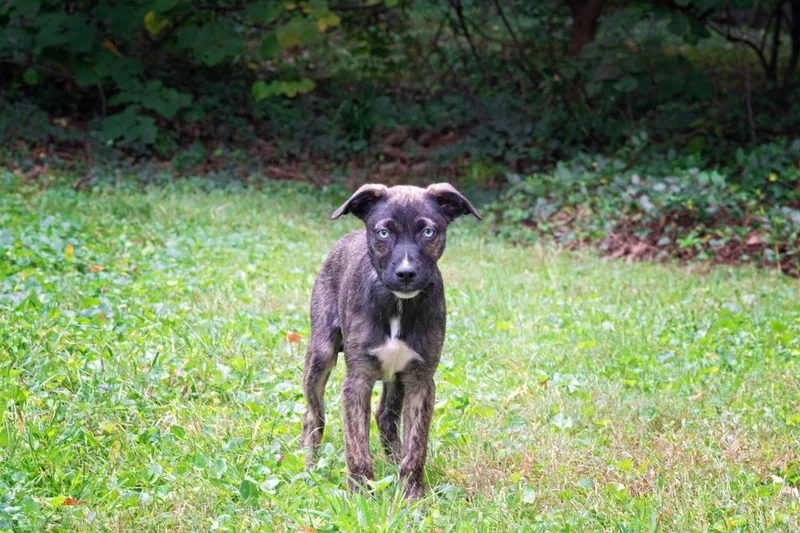 A baby medium-sized female Brindle Shepherd dog named Jane Seymour for adoption in Salisbury, MD