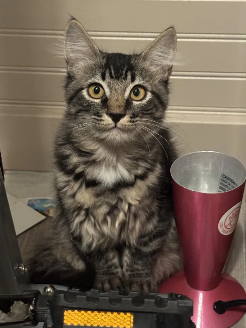 A young small-sized male Domestic Medium Hair cat named Cedric for adoption in Queen Creek, AZ