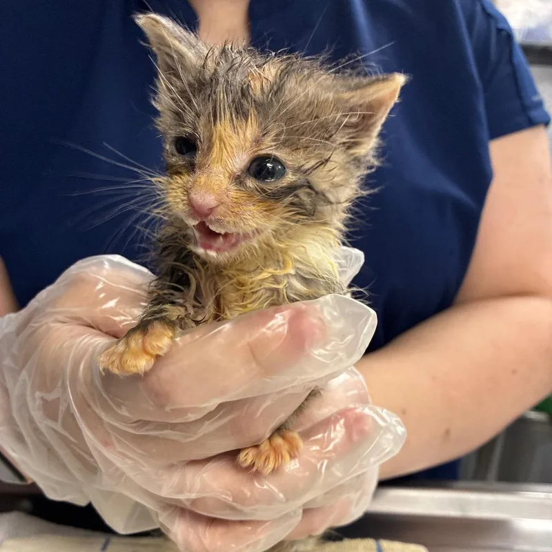 A baby small-sized female Calico Domestic Short Hair cat named Eliza for adoption in Newark, NJ