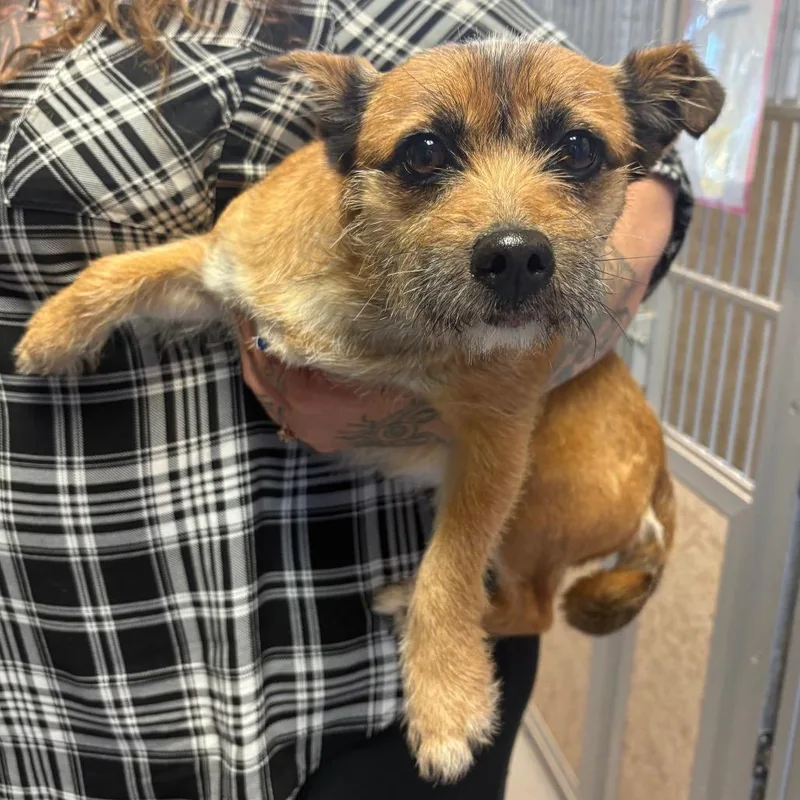 An adult small-sized female Brown / Chocolate Mixed Breed dog named Betsy for adoption in Pennsville, NJ