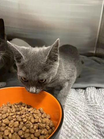 A baby small-sized female Domestic Short Hair cat named Catty for adoption in San Martin, CA