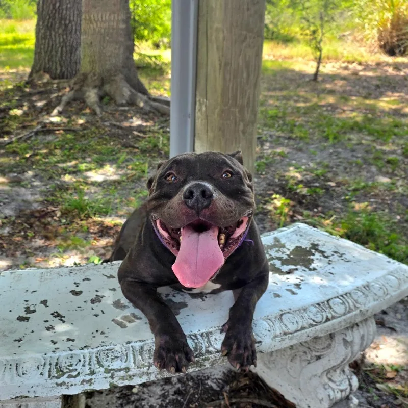 An adult medium-sized male Black English Bulldog dog named TBone for adoption in Port Charlotte, FL