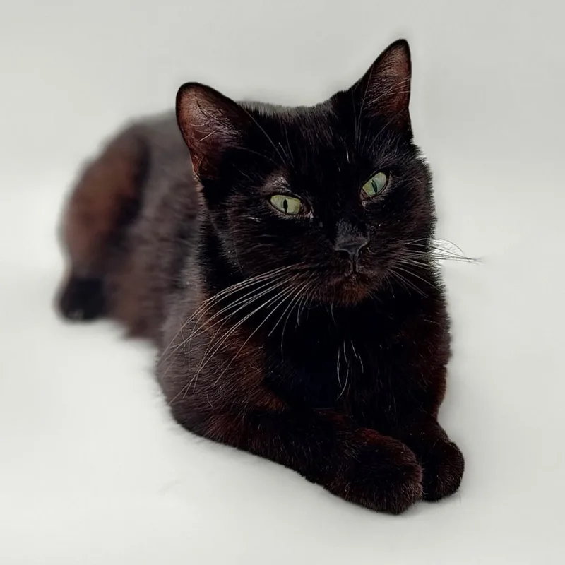 A young small-sized female Black Domestic Short Hair cat named Catacomb for adoption in Asheville, NC